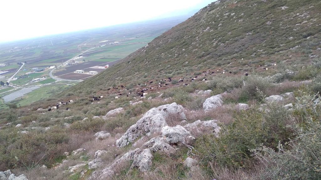 ουλόκερος αίγα κατσίκα βόσκηση λιβαδειά