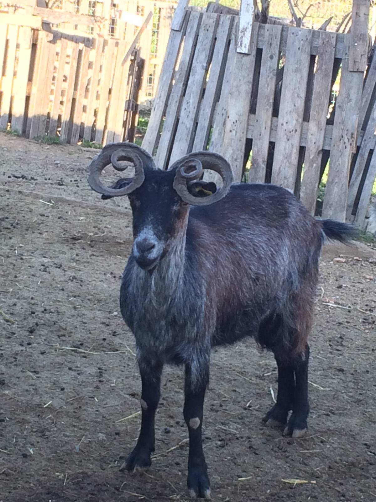 viber_image_2022-04-04_13-07-59-802 ΟΥΛΟΚΕΡΑΤΙΚΗ ΑΙΓΑ